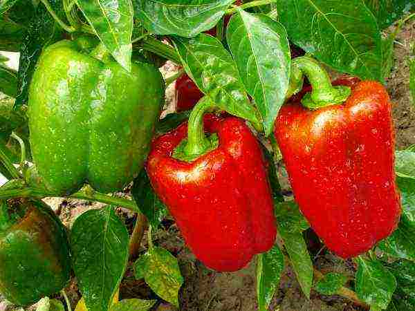 planting and caring for bell peppers in the open field