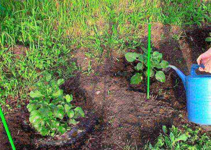 planting and caring for dahlias in the open field in spring