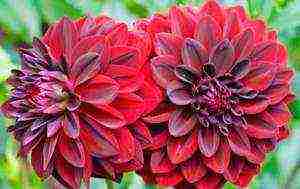 planting and caring for dahlias in the open field in spring