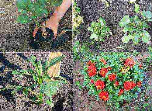 planting and caring for dahlias in the open field in spring