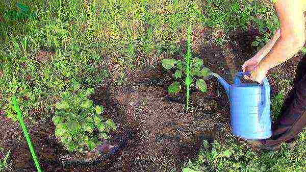 planting and caring for dahlias in the open field in spring