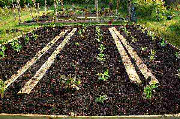 planting and caring for dahlias in the open field in spring