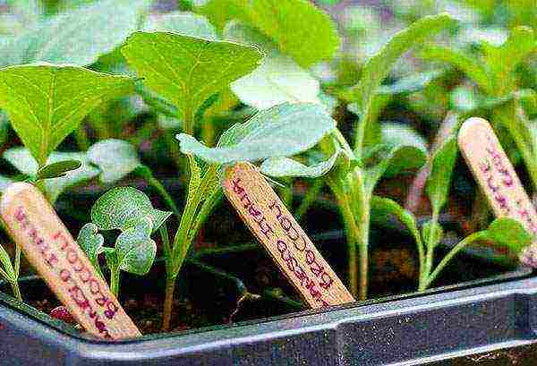 planting and caring for broccoli cabbage outdoors