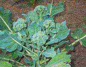 planting and caring for broccoli cabbage outdoors