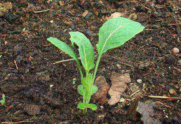 pagtatanim at pag-aalaga ng broccoli cabbage sa labas