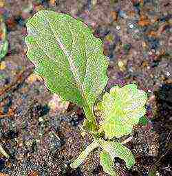 planting and caring for broccoli cabbage outdoors