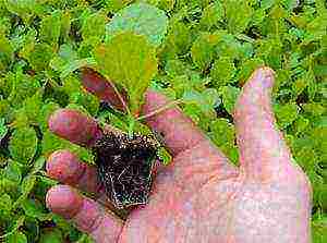 planting and caring for Chinese cabbage in the open field