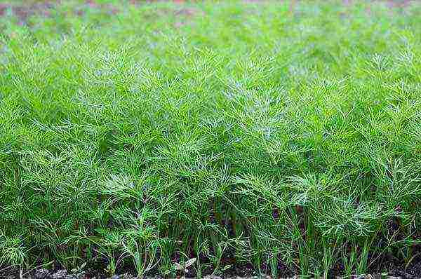 planting and caring for dill in the open field in spring