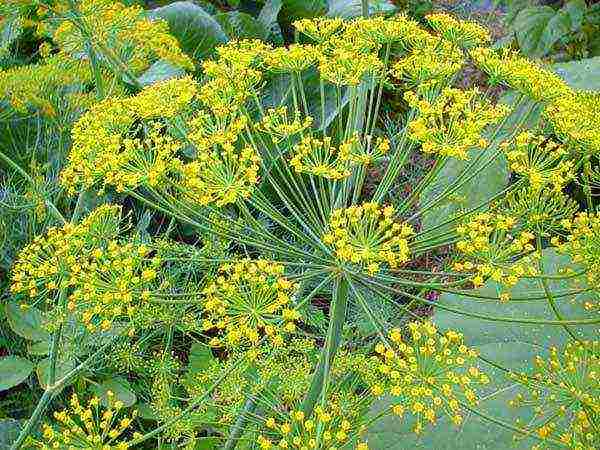 planting and caring for dill in the open field in spring