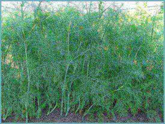 planting and caring for dill in the open field in spring