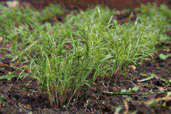 planting and caring for dill in the open field in spring