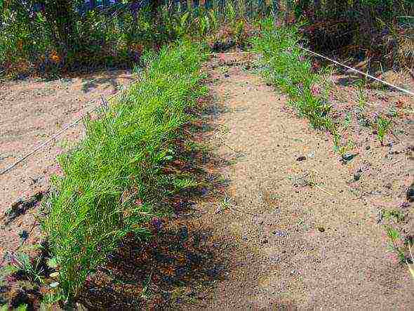 planting and caring for dill in the open field in spring