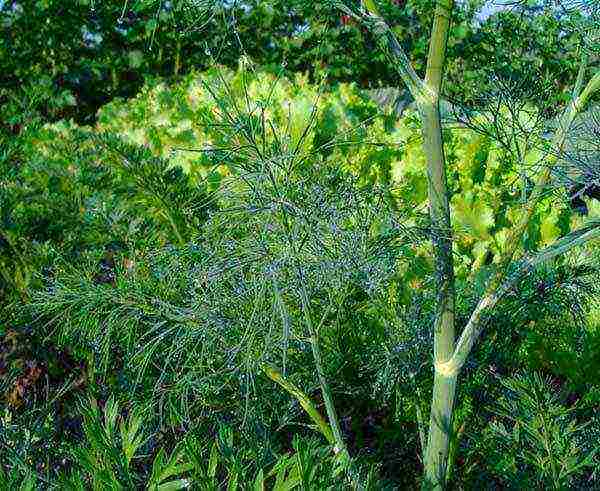 planting and caring for dill in the open field in spring