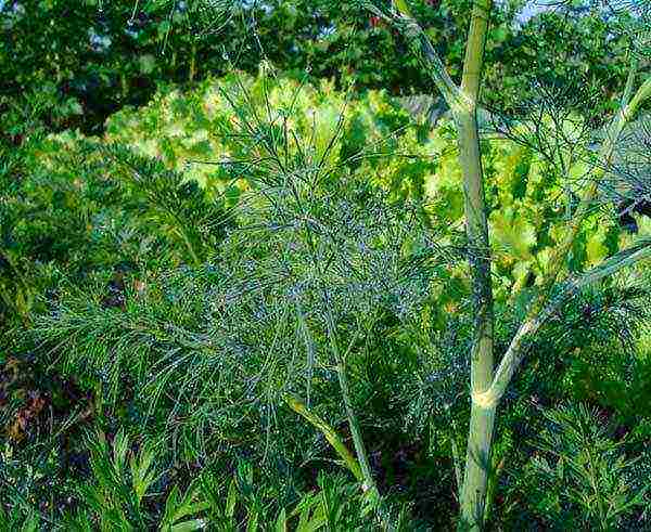 pagtatanim at pag-aalaga ng dill sa bukas na bukid sa tagsibol