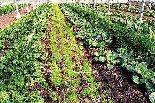 planting and caring for dill in the open field in spring