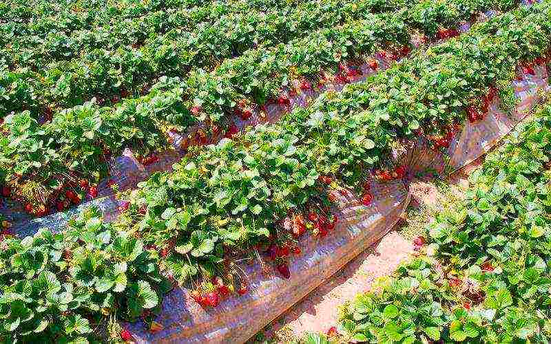 planting strawberries in the spring in open ground what fertilizers to apply