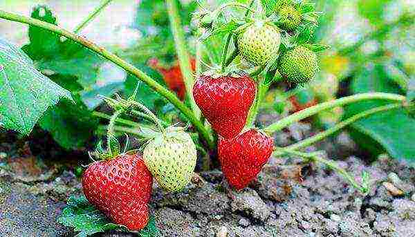 planting strawberries in the spring in open ground what fertilizers to apply