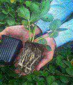 planting strawberries in the spring in open ground which fertilizers to apply