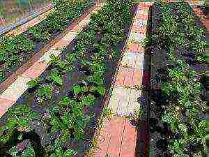 planting strawberries in the spring in open ground which fertilizers to apply