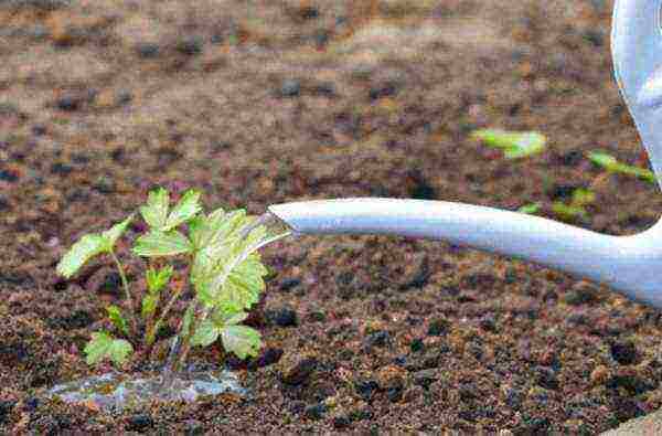 planting strawberries in the spring in open ground what fertilizers to apply