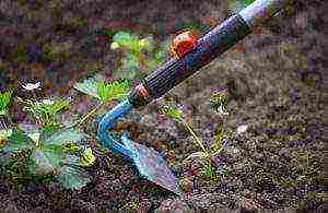 planting strawberries in the spring in open ground what fertilizers to apply