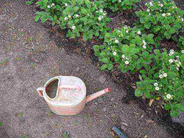 planting strawberries in the spring in open ground what fertilizers to apply