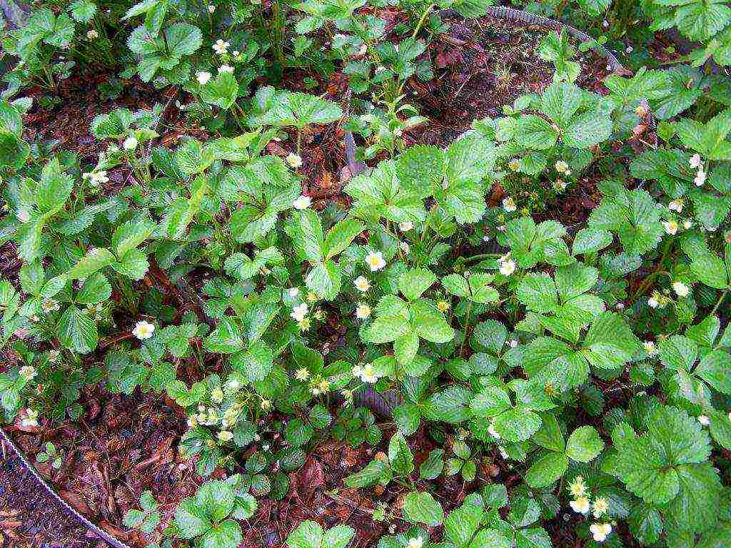 planting strawberries in the spring in open ground what fertilizers to apply