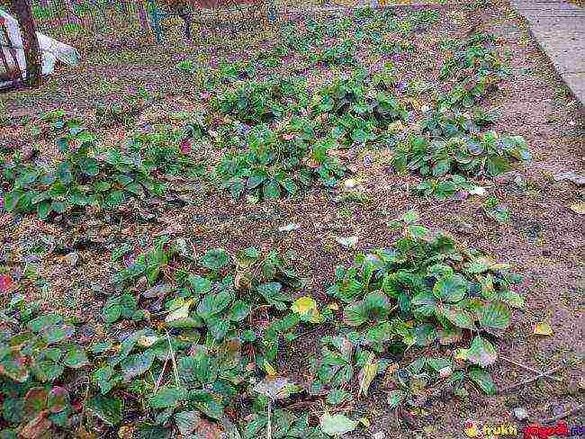 planting strawberries in the spring in open ground which fertilizers to apply