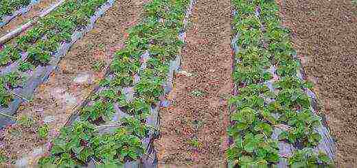 planting strawberries in the spring in open ground what fertilizers to apply