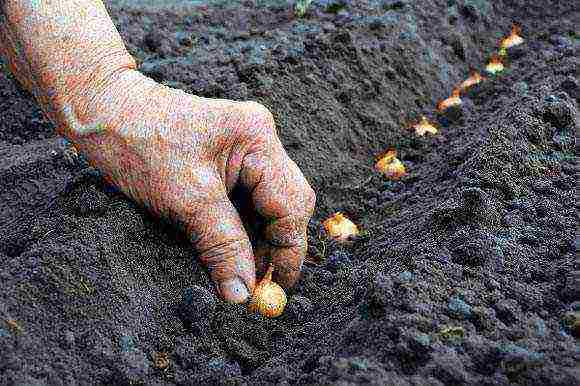 planting onions on a feather before winter in open ground