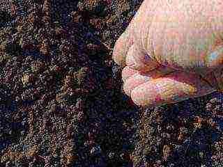 planting onions on a feather before winter in open ground