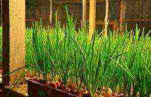 planting onions on a feather before winter in open ground