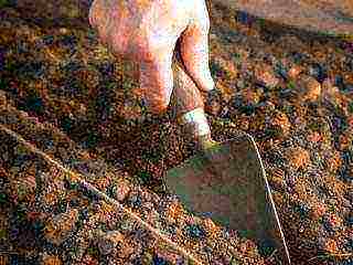 planting onions on a feather before winter in open ground