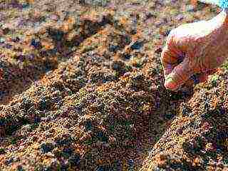 planting onions on a feather before winter in open ground