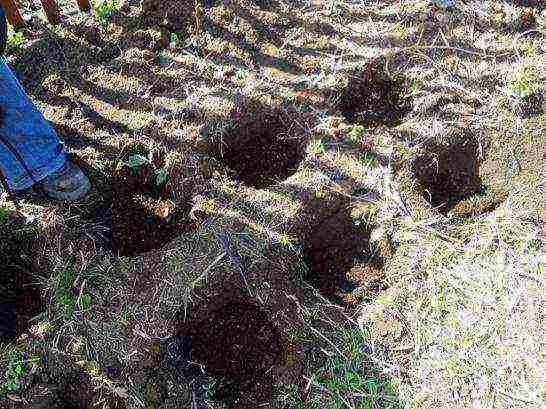 planting raspberries in the open ground in spring in the Moscow region