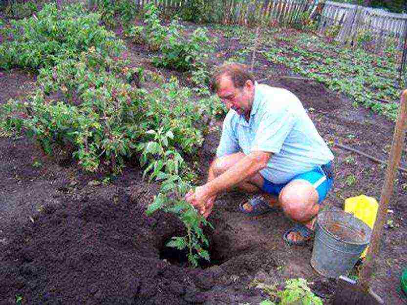 planting raspberries in the open ground in the Moscow region in the spring