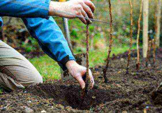 planting raspberries in the open ground in spring in the Moscow region