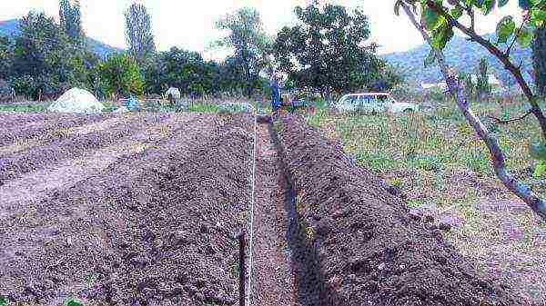 planting raspberries in the open ground in the Moscow region in the spring