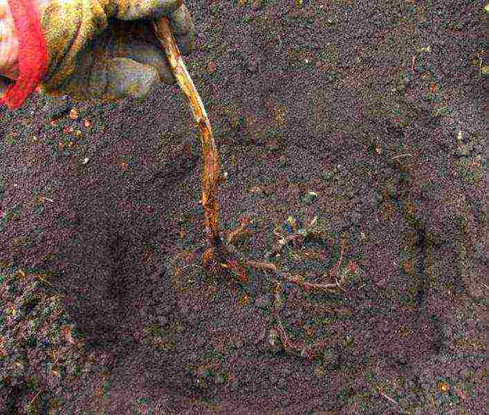 planting raspberries in the open ground in spring in the Moscow region