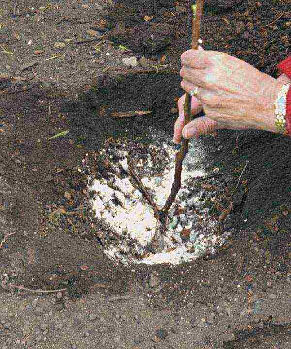 planting raspberries in the open ground in the Moscow region in the spring