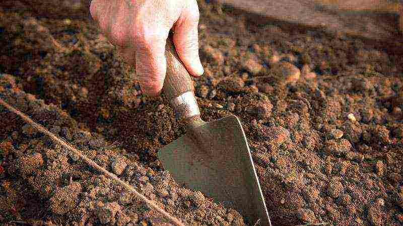 planting raspberries in the open ground in the Moscow region in the spring