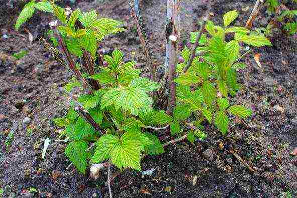 planting raspberries in the open ground in the Moscow region in the spring