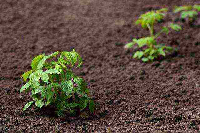 planting raspberries in the open ground in spring in the Moscow region