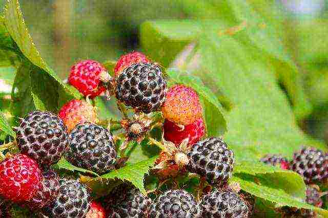 planting raspberries in the open ground in spring in the Moscow region