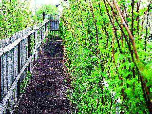 planting raspberries in the open ground in the Moscow region in the spring