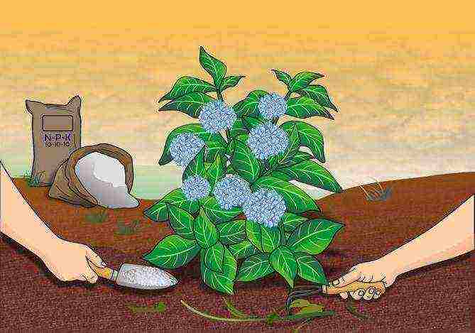 planting panicle hydrangea in open ground from a pot in