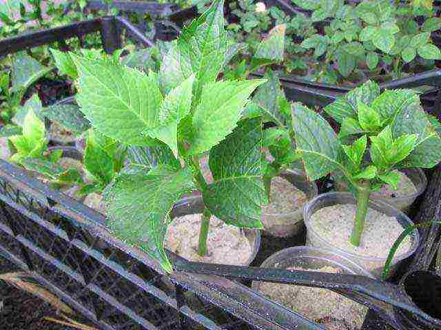 planting panicle hydrangea in open ground from a pot in