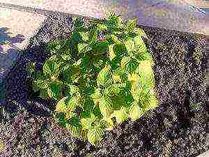 planting panicle hydrangea in open ground from a pot in