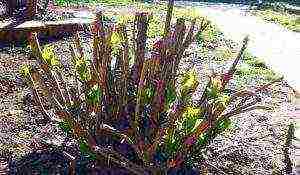 planting panicle hydrangea in open ground from a pot in