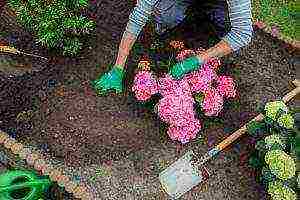 planting panicle hydrangea in open ground from a pot in